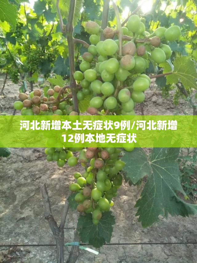 河北新增本土无症状9例/河北新增12例本地无症状 河北新增本土无症状9例/河北新增12例本地无症状