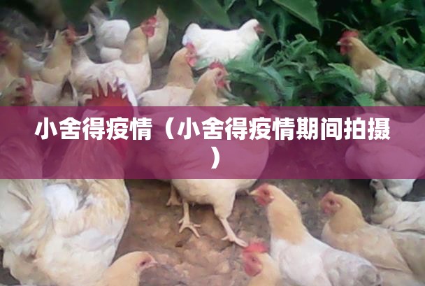 小舍得疫情(小舍得疫情期间拍摄) 小舍得疫情(小舍得疫情期间拍摄)