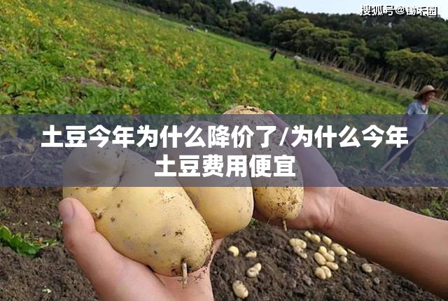土豆今年为什么降价了/为什么今年土豆费用便宜 土豆今年为什么降价了/为什么今年土豆费用便宜