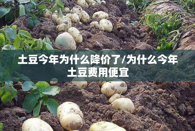 土豆今年为什么降价了/为什么今年土豆费用便宜 土豆今年为什么降价了/为什么今年土豆费用便宜