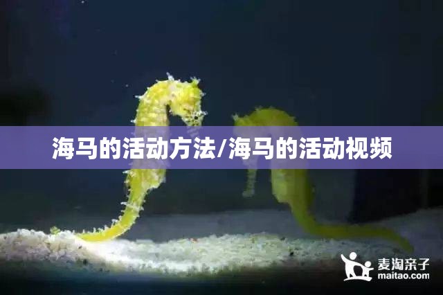 海马的活动方法/海马的活动视频 海马的活动方法/海马的活动视频