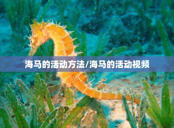 海马的活动方法/海马的活动视频 海马的活动方法/海马的活动视频