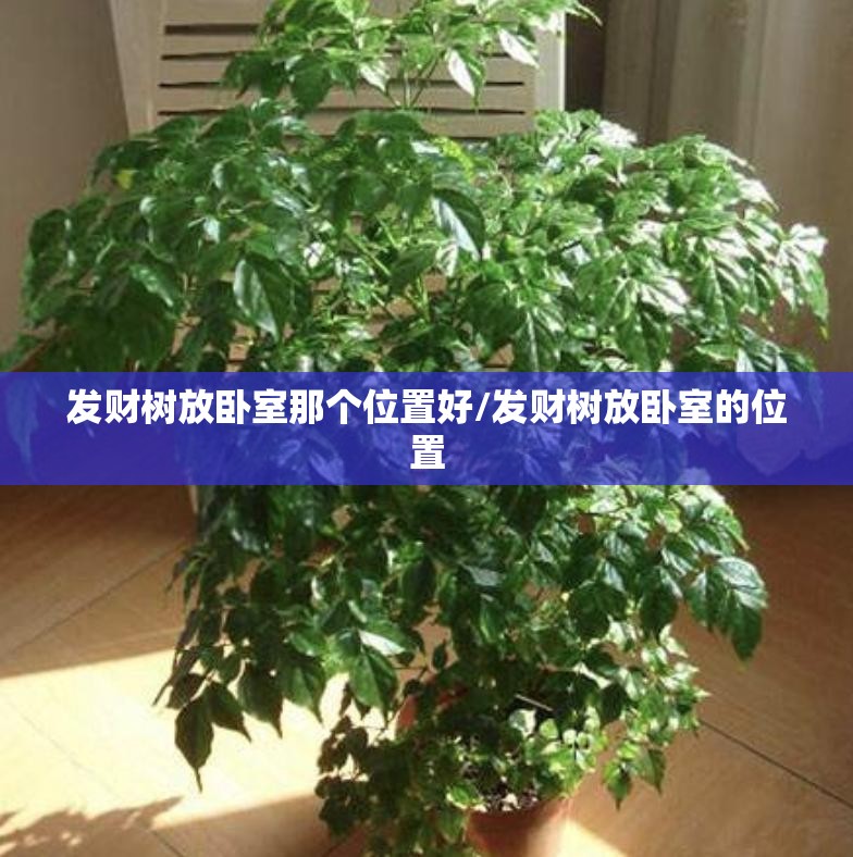 发财树放卧室那个位置好/发财树放卧室的位置 发财树放卧室那个位置好/发财树放卧室的位置