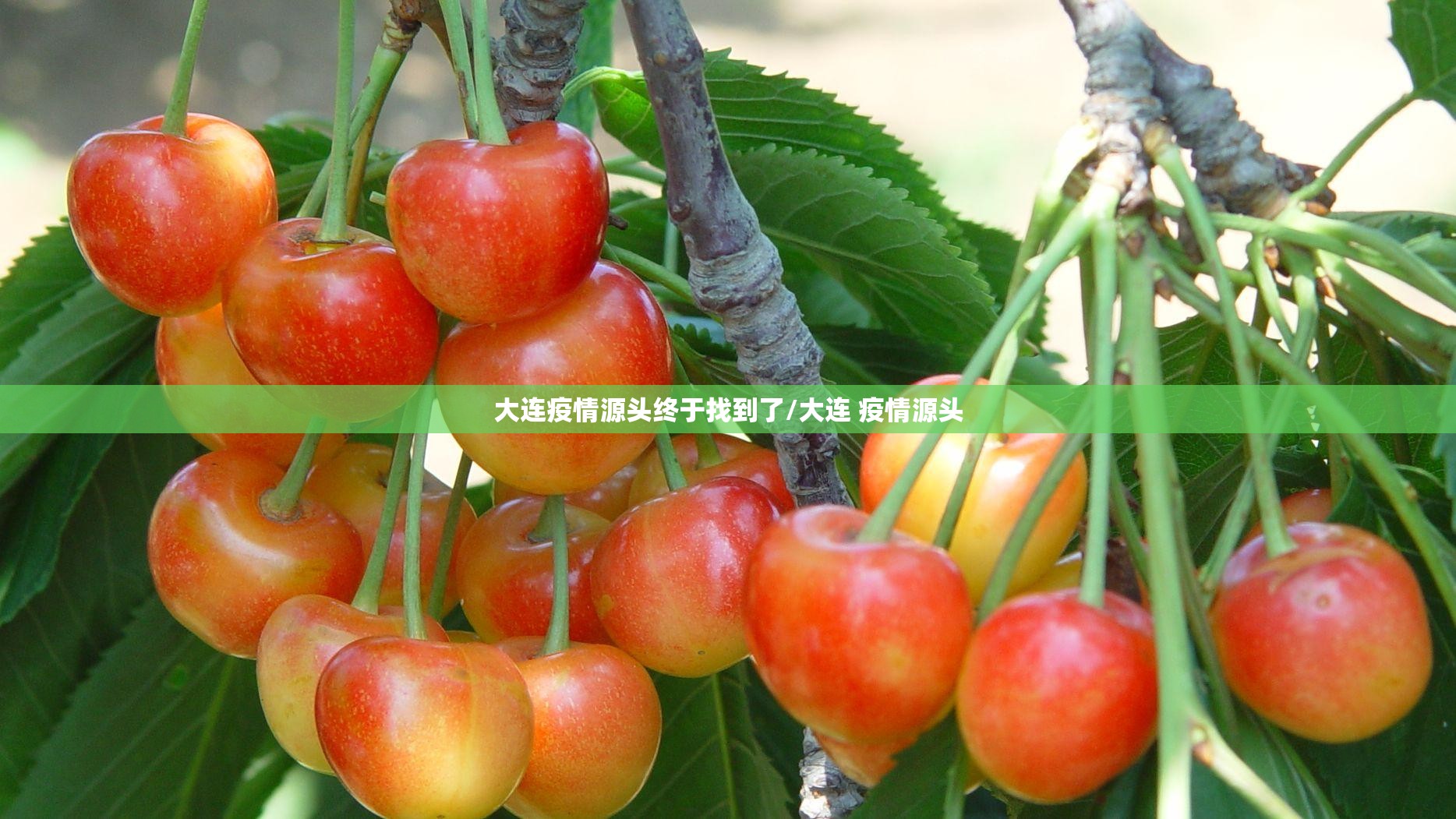 大连疫情源头终于找到了/大连 疫情源头 大连疫情源头终于找到了/大连 疫情源头