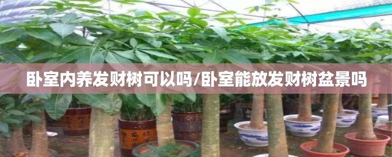 卧室内养发财树可以吗/卧室能放发财树盆景吗