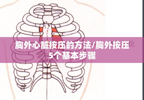 胸外心脏按压的方法/胸外按压5个基本步骤 胸外心脏按压的方法/胸外按压5个基本步骤