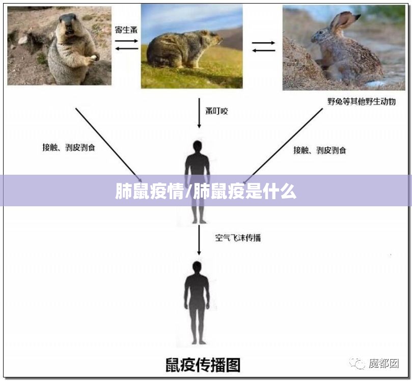 肺鼠疫情/肺鼠疫是什么