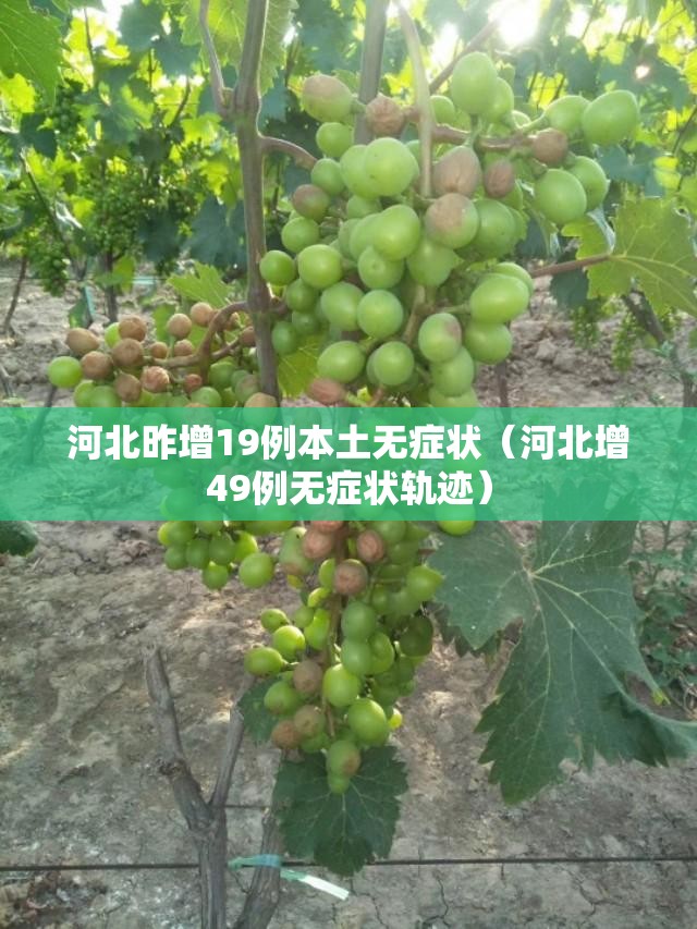 河北昨增19例本土无症状（河北增49例无症状轨迹）