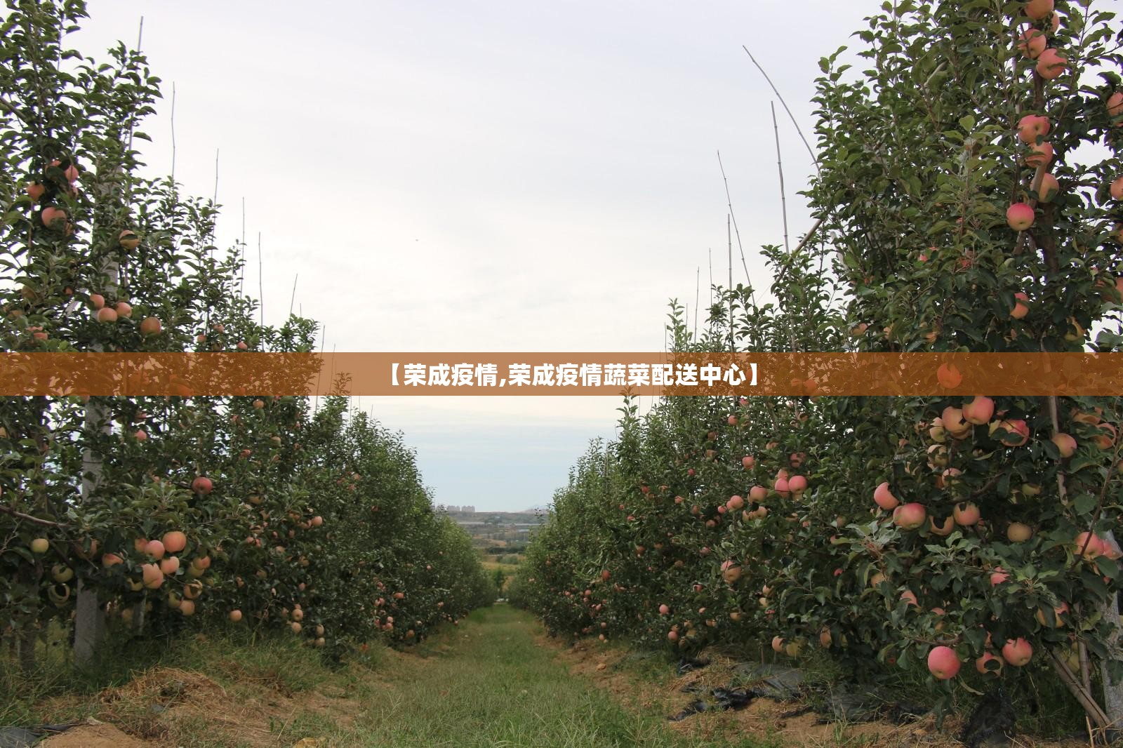 【荣成疫情,荣成疫情蔬菜配送中心】