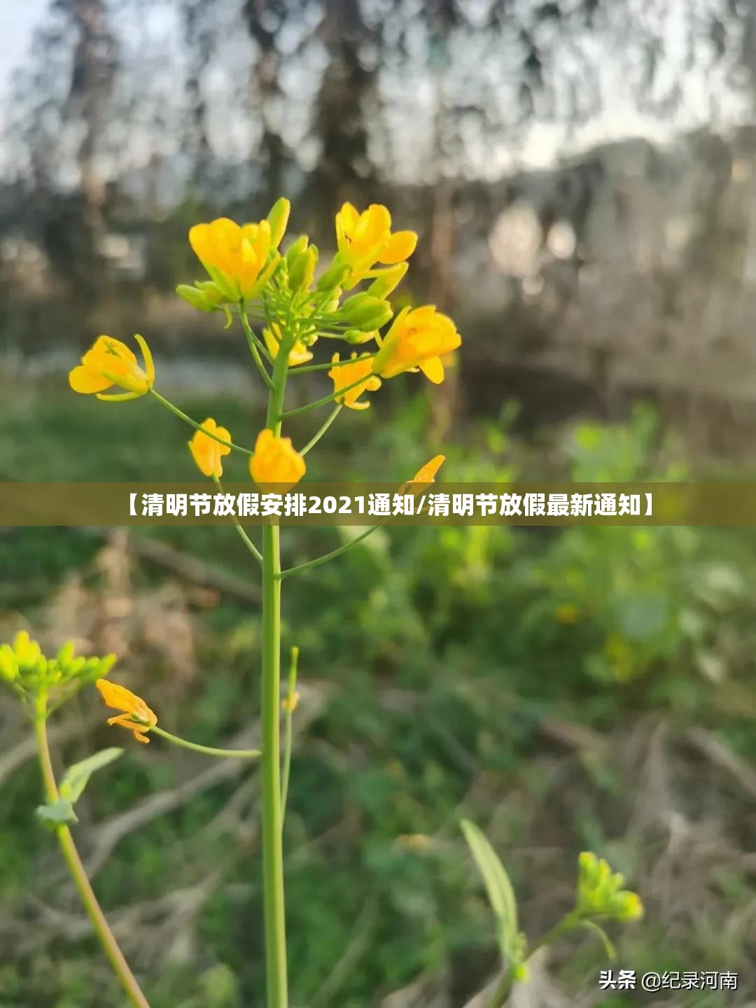 【清明节放假安排2021通知/清明节放假最新通知】