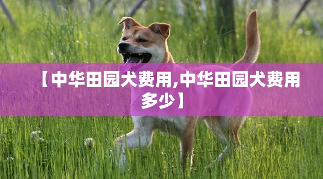 【中华田园犬费用,中华田园犬费用多少】