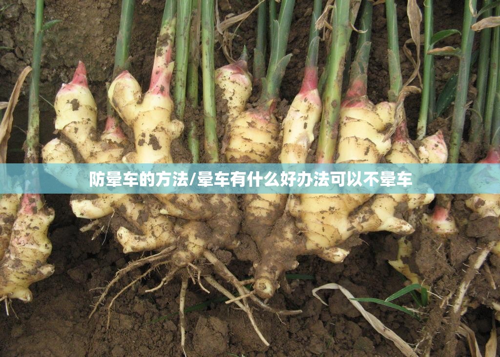 防晕车的方法/晕车有什么好办法可以不晕车