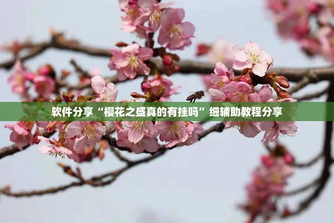 软件分享“樱花之盛真的有挂吗”细辅助教程分享