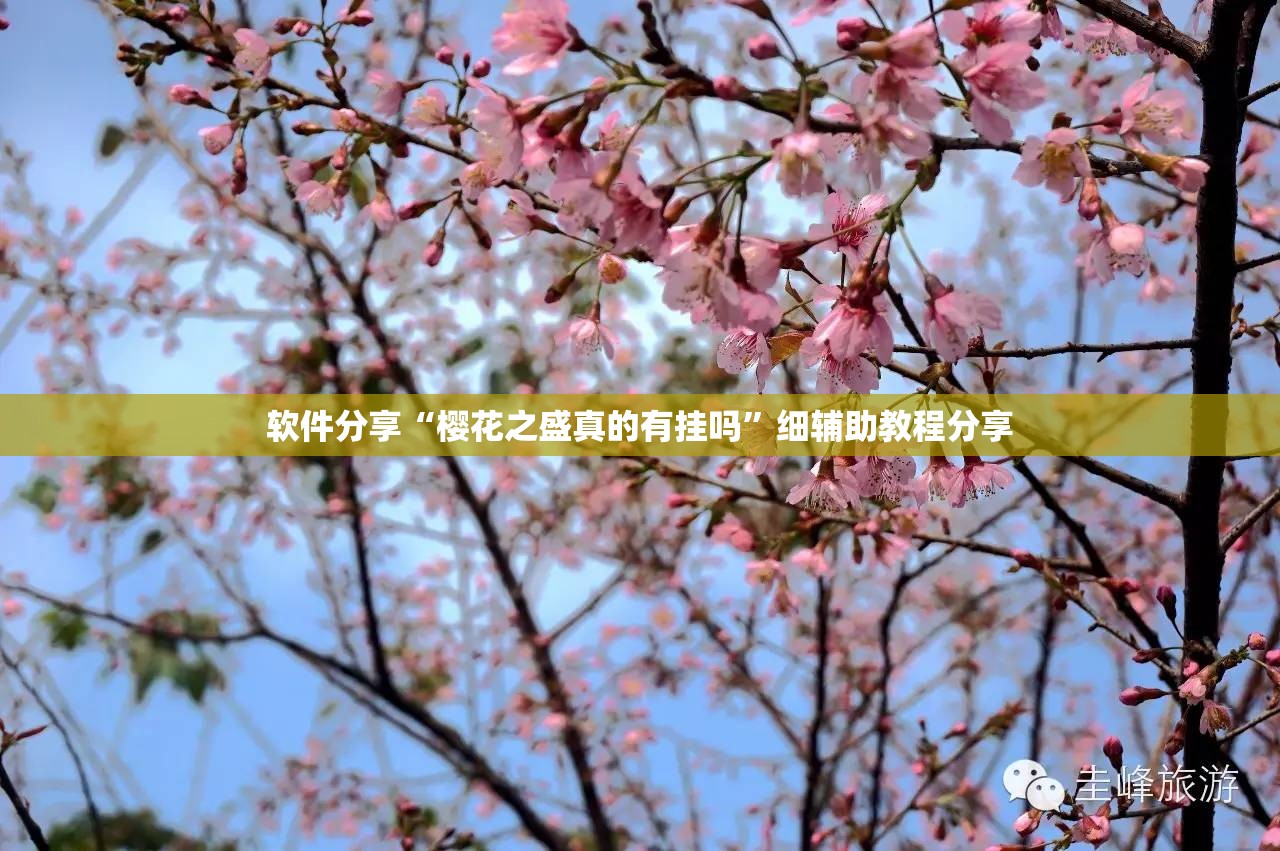 软件分享“樱花之盛真的有挂吗”细辅助教程分享