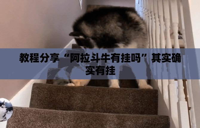 教程分享“阿拉斗牛有挂吗”其实确实有挂