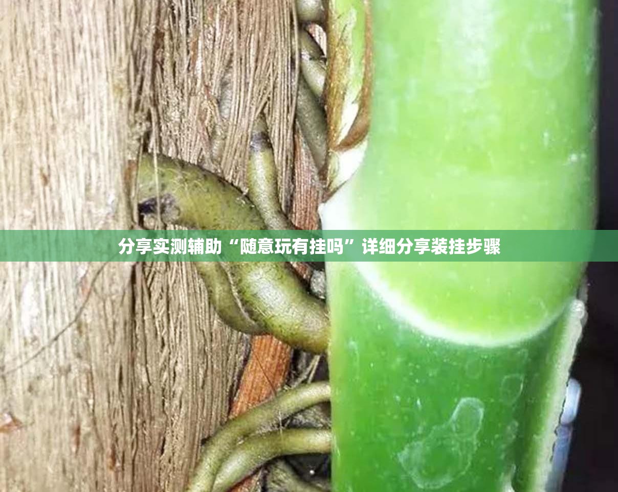 分享实测辅助“随意玩有挂吗”详细分享装挂步骤
